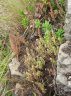 Crassula sieberiana subsp sieberiana-3.jpg